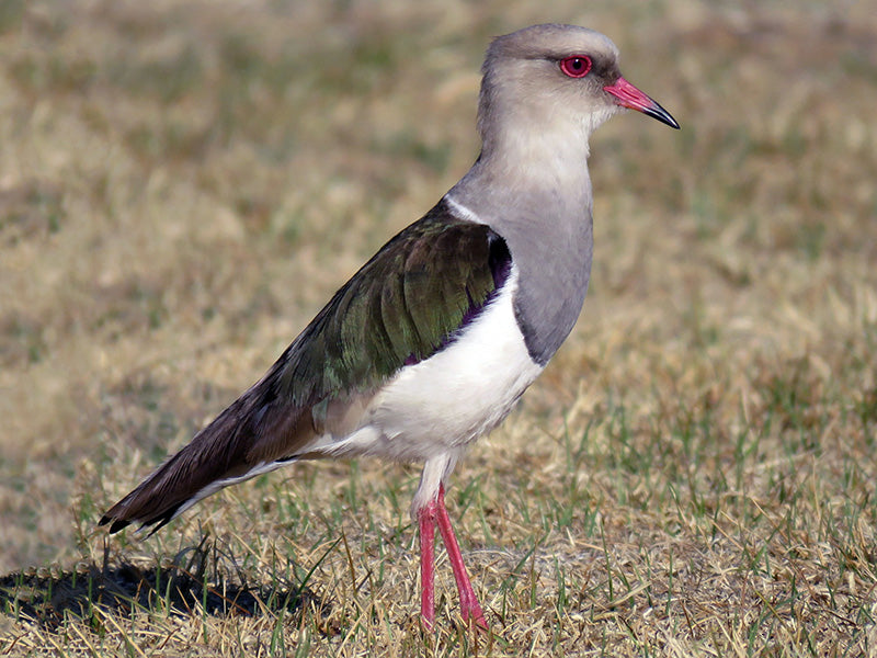 Andean Lapwing, Venellus resplendens, Pellar Andino