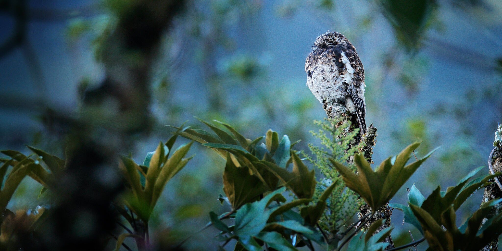 Andean Potoo, Biemparado Andino, Nyctibius maculosus