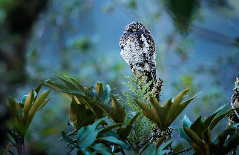 Andean Potoo, Biemparado Andino, Nyctibius maculosus