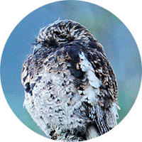 Andean Potoo, Biemparado Andino, 