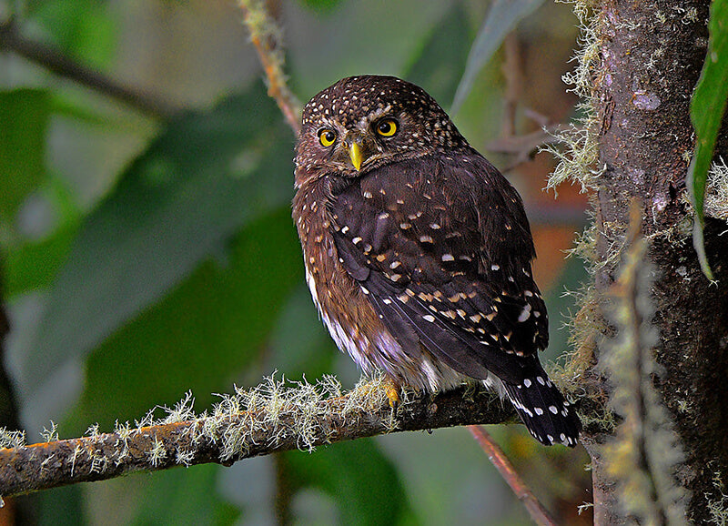 Andean Pygmy Owl, Glaucidium jardinii, Buhito Andino