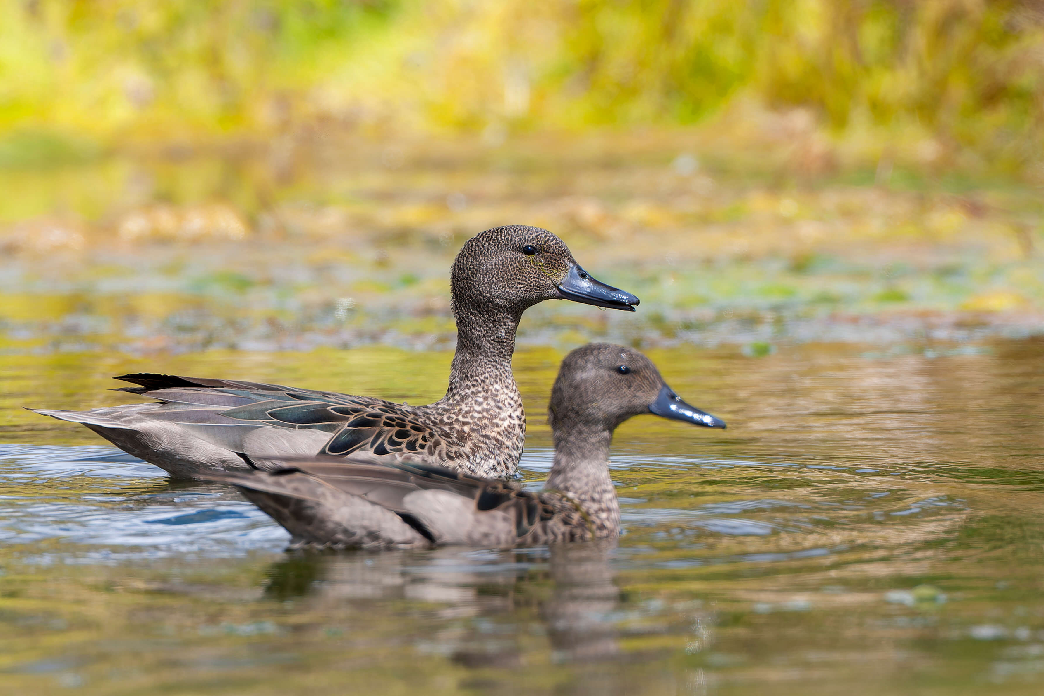 andean teal, Cerceta Barcina in spnish, Anas indium