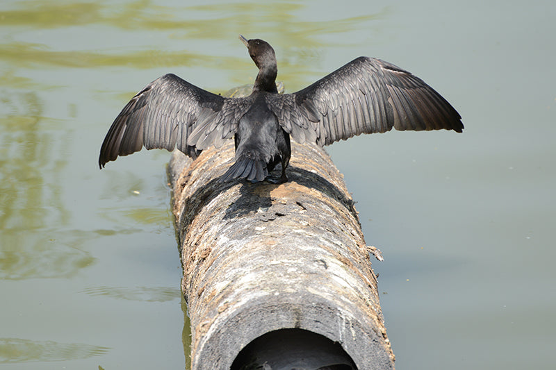 anhinga, suliformes,anhingidae