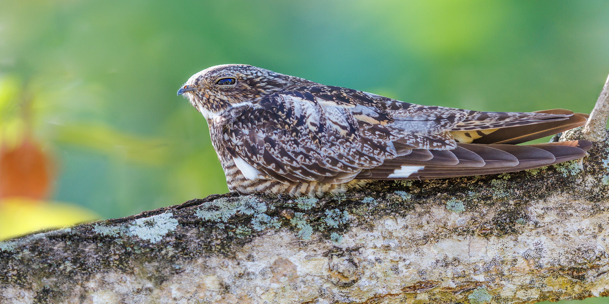 Antillean Nighthawk, Chotacabras Antillano, Chordeiles gundalachii