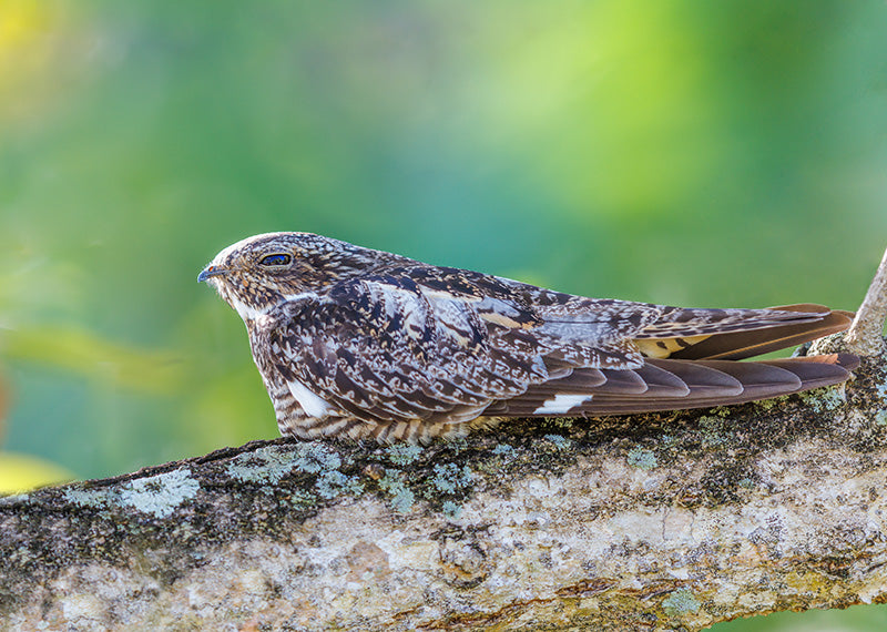 Antillean Nighthawk, Chotacabras Antillano, Cordeles gundlachii
