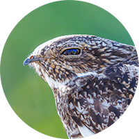 Antillean Nighthawk, Chotacabras Antillano, Chordeiles gundalachii