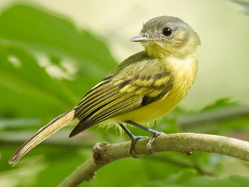 Antioquia-bristle Tyrant, Pogonotriccus lanyoni, Tiranuelo Antioqueño