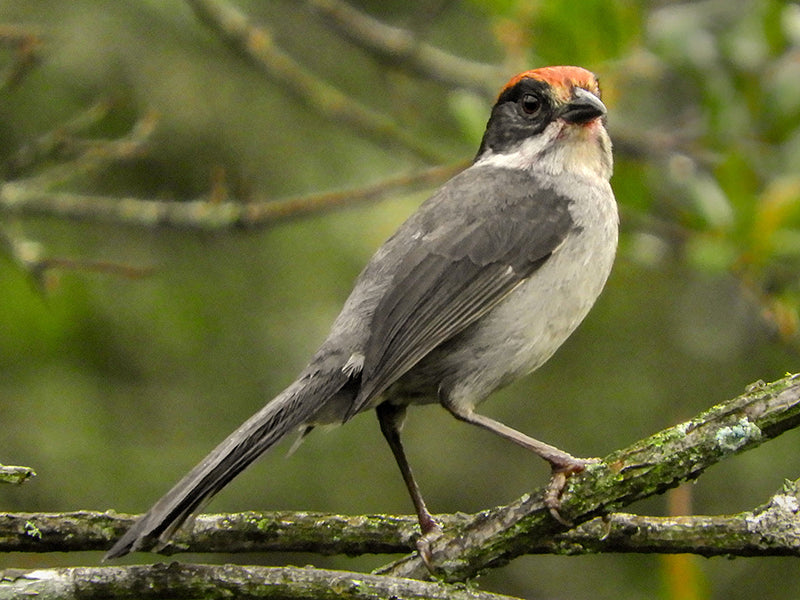 Antioquia Brushfinch, Atlapetes blancae, Gorrión  Montés Antioqueño