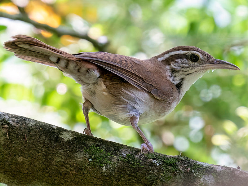 Troglodytidae, Thryophilus sernai,   Cucarachero Paisa, Antioquia Wren