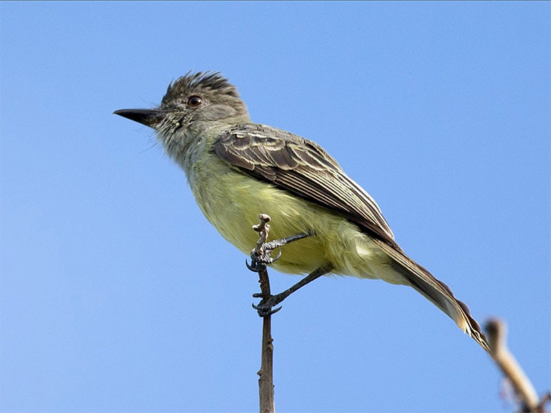 Apical Flytcacher, Myiarchus apicalis, Atrapamoscas Apical