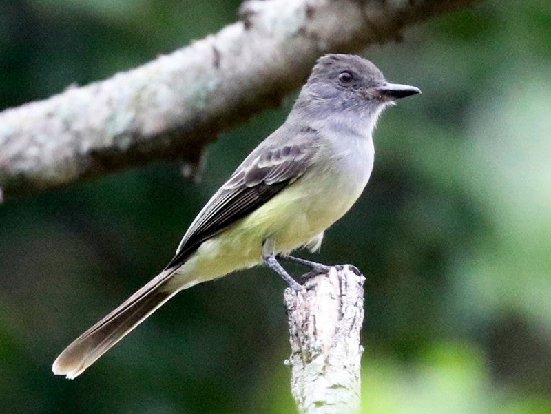 apical flycatcher, Atrapamoscas Apical, Myiarchus apicalis