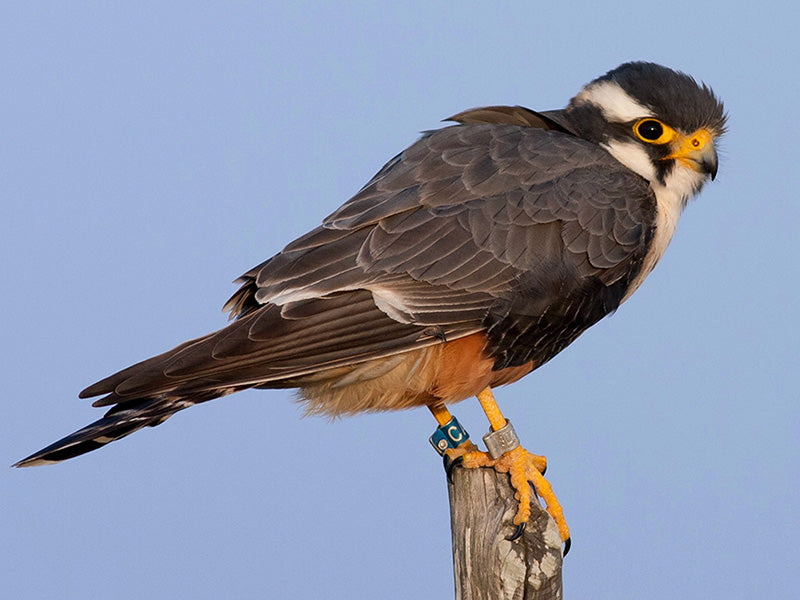 Aplomado Falcon, Falco femoralis, Halcón Plomizo