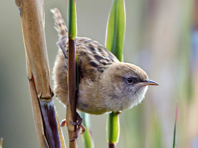 Apolinar's Wren,  Cistothorus apolinari, Cucarachero de Apolinar