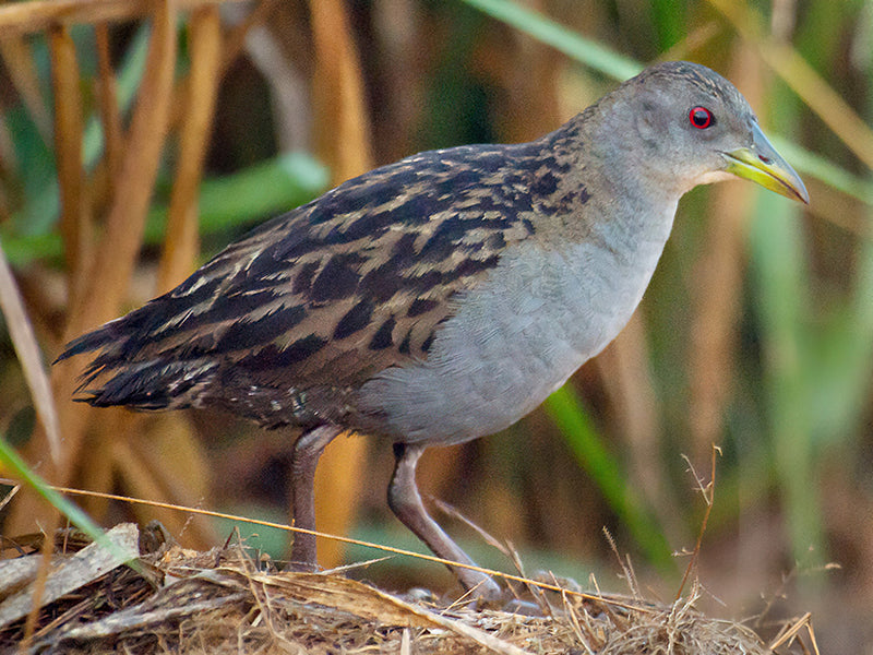 Ash-throated Crake, Mustelirallarus albicollis,Polluela Cienaguera