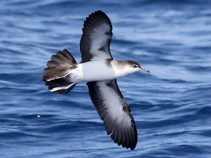 Audubon's Shearwater, Puffinus Iherminieri,  Pardela de Audubon