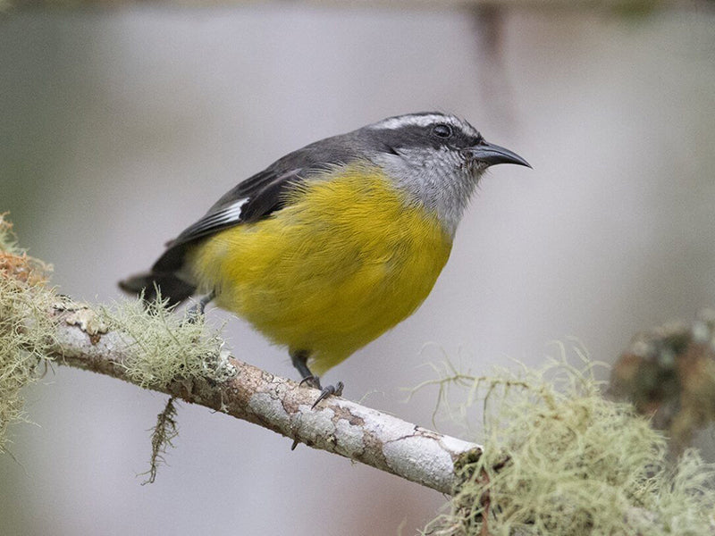 Bananaquit, Coereba flaveola, Mielero Común