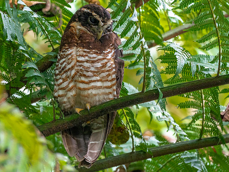 Band-bellied Owl, Pulsatrix melanota, Búho Barrado