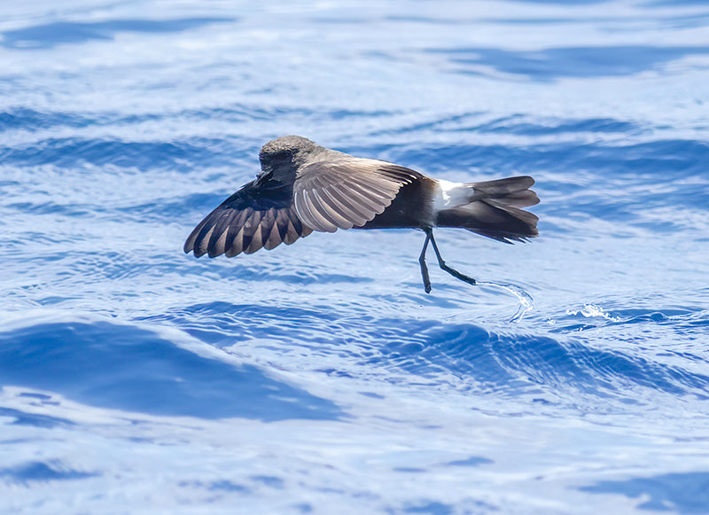 band-pumped petrel, northern storm-petrel