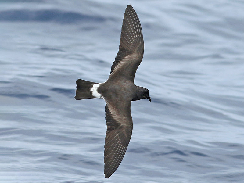 Band-rumped Storm-petrel, Hydrobates castro, Paiño de Madeira