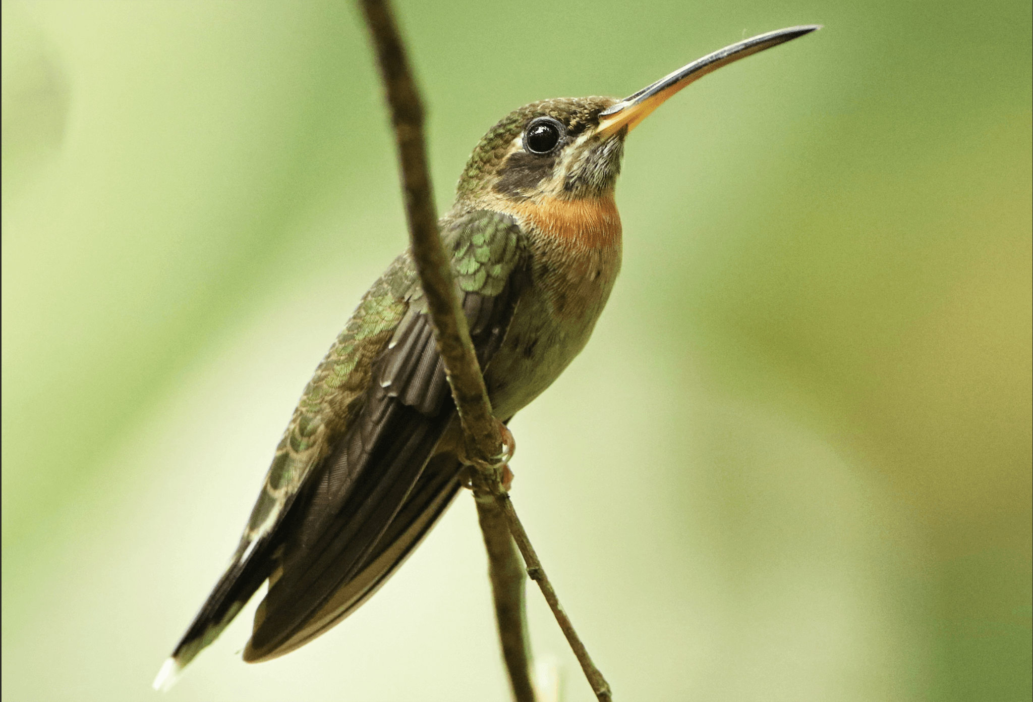 Band-tailed-Barbthroat, Threnetew ruckeri, Ermitaño Barbudo