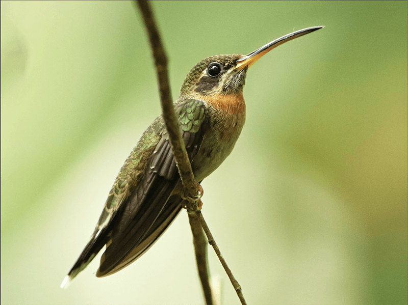 Band-tailed-Barbthroat, Threnetew ruckeri, Ermitaño Barbudo