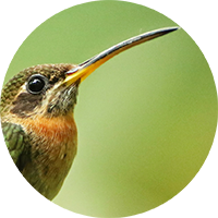 Band-tailed Barbthroat, Ermitaño Barbudo, Threnetes ruckeri