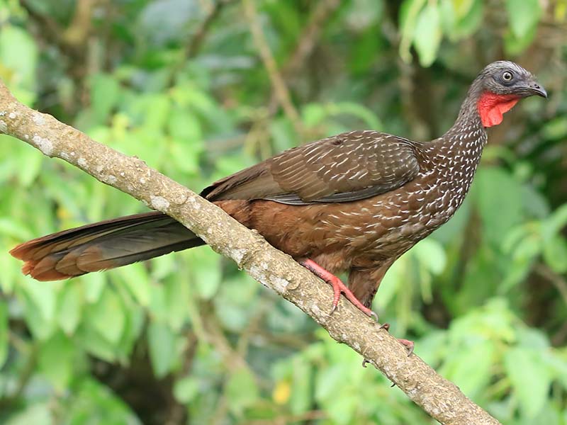 Band-tailed Guan, Penelope argyrotis, Pava Canosa