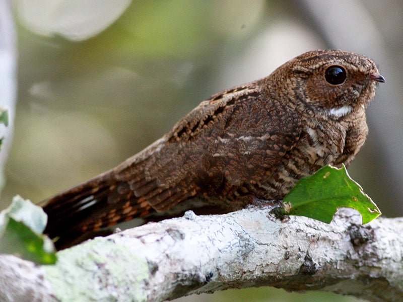 band-tailed nighthawk, Nyctiprogne leucopyga, Chotacabras Coliblanco