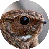 Band-tailed nighthawk, Nyctiprogne leucopyga, Chotacabras Coliblanco