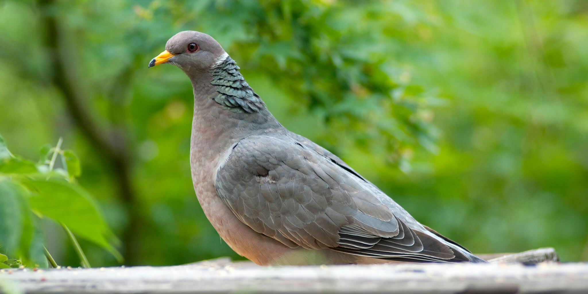 Southern Band-tailed Pigeon, Patagioenas albilinea, Paloma Collared Sureña