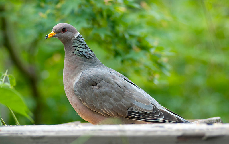 Southern Band-tailed Pigeon, Patagioenas albilinea, Paloma Collared Sureña