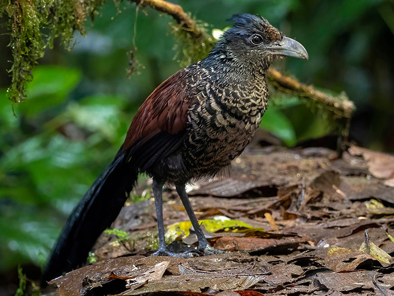 Banded Ground-cuckoo, Neomophus radiolosus, Cuco-terrestre Escamado