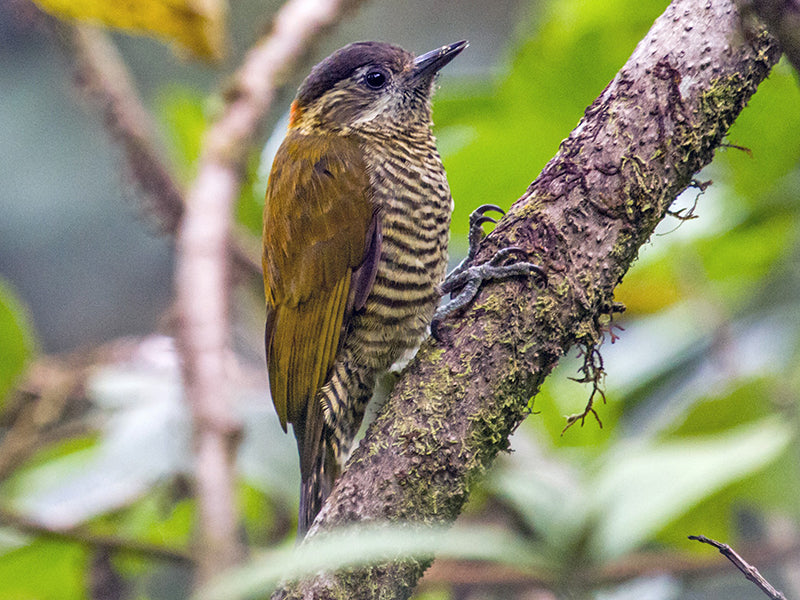 Bar-bellied Woodpecker, Veniliornis nigriceps, Carpintero Paramuno