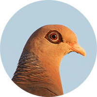 Paloma Cardonera, Bare-eyed Pigeon