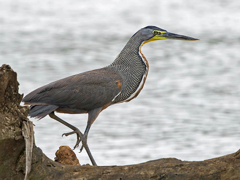 Bare-throated Tiger-heron, Tigrisoma mexicanum, Vado Mejicano