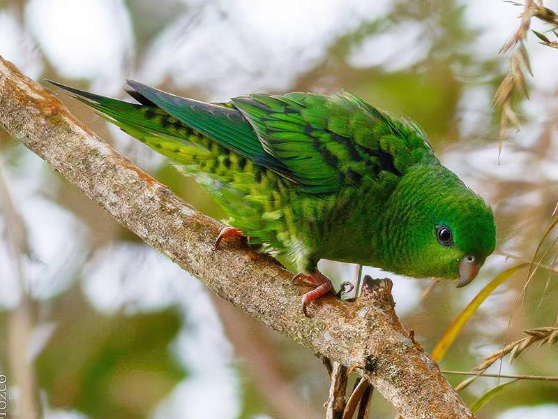 Barred Parakeet, Bolborhynchus lineola, Periquito Barrado