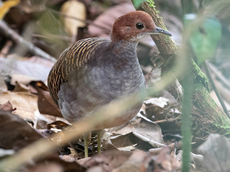 barred tinamou