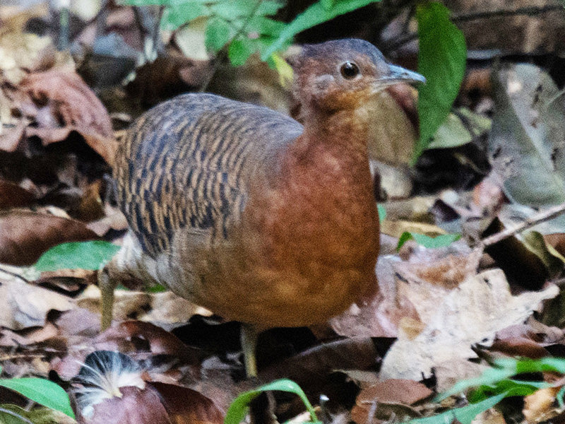 Bartlett's tinamou