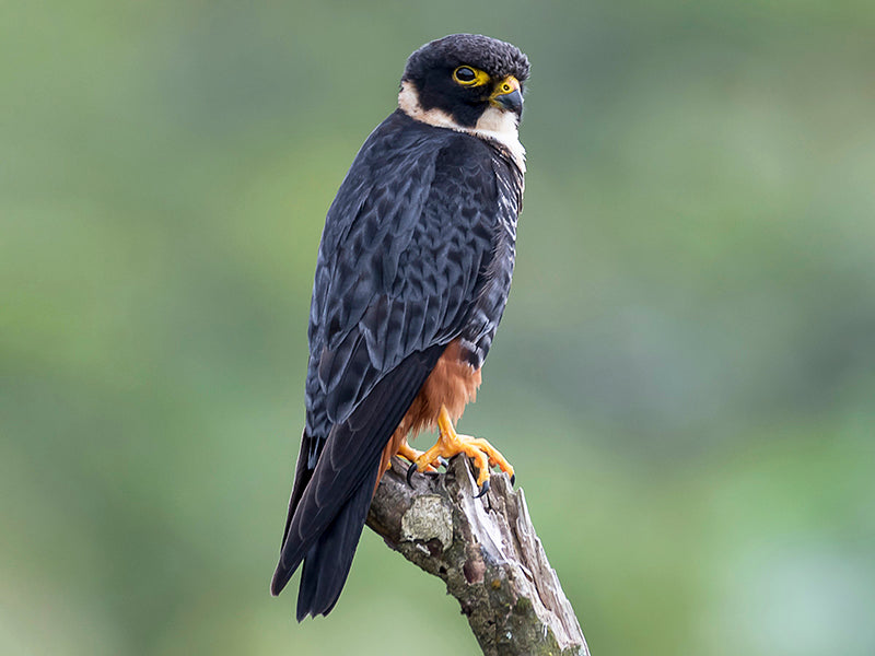 bat falcon, Falco rufigularis. Halcón Murcielagero