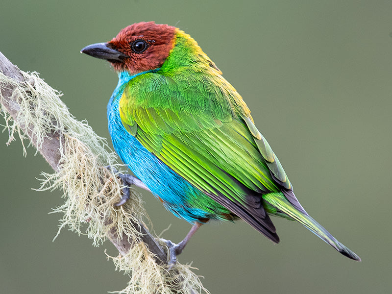 Bay-headed Tanager, Tangara gyrola, Tangará Cabecirrufa