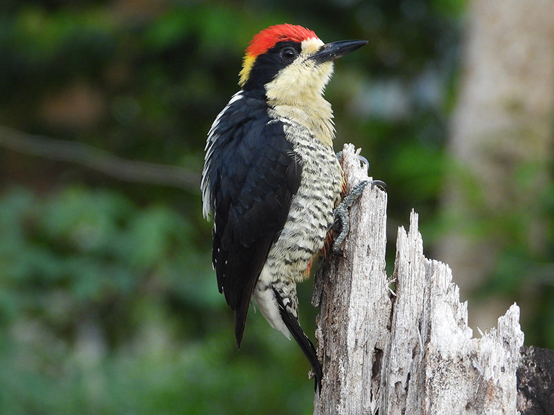 Beautiful-woodpecker, Melanerpes pulcher, Carpintero Bonito