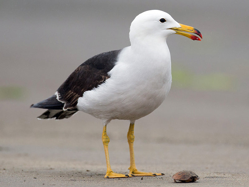 Belcher's Gull, Larus belcheri, Gaviota Sureña