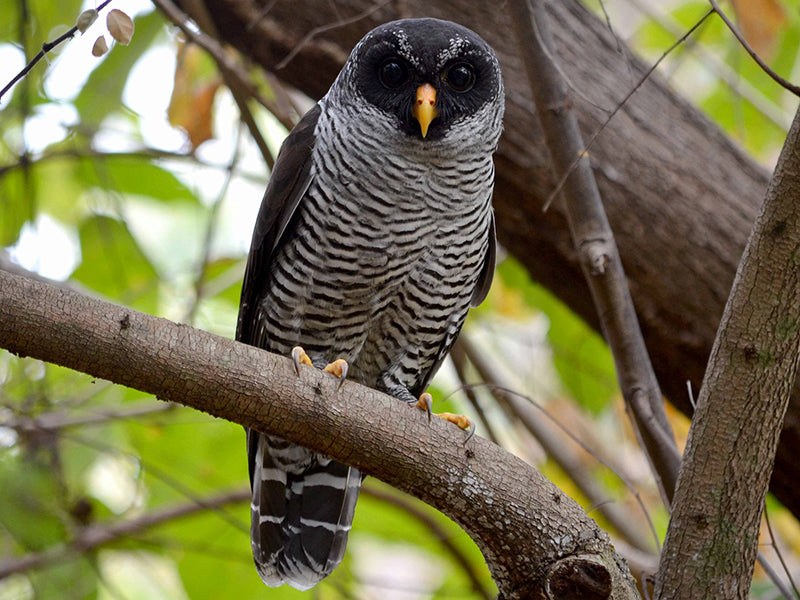 Black and White Owl, Ciccaba nigrolineataSpanish Name: Búho Carinegro