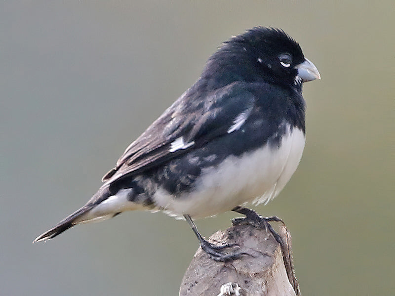 Black-and White Seedeater, Sporophila luctuosa, Espiguero Negriblanco