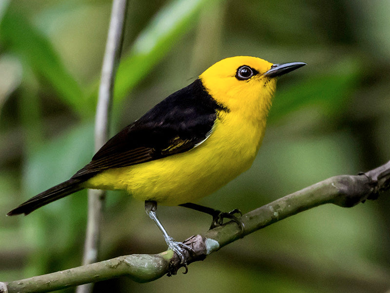 Black-and-yellow tanager, Chrysothlypis chrysomelas, Chocosito Negriamarilla