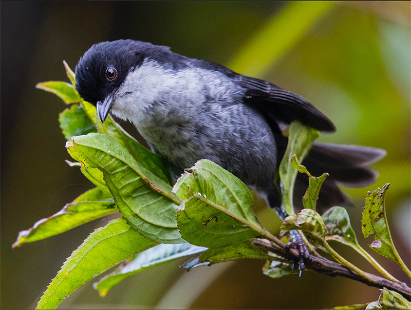 Black-backed Bush-tanager, Urothraupis stolzmanni, Montero Paramuno