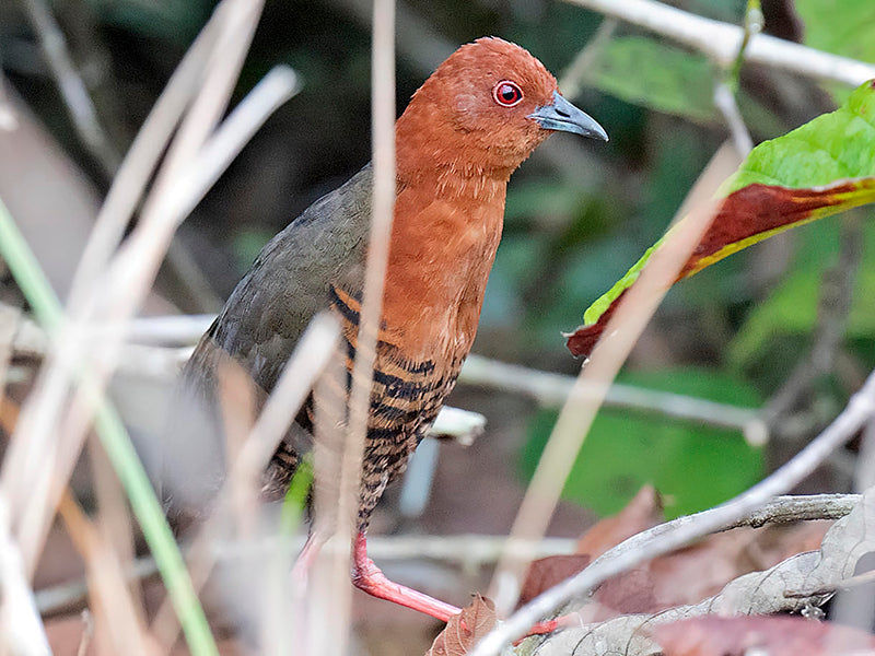 Black-banded Crake, Porzana fasciata, Polluela Barrada