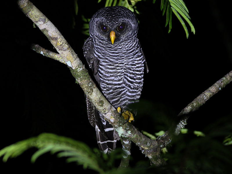 Black-banded Owl, Ciccaba huhula, Búho Negro