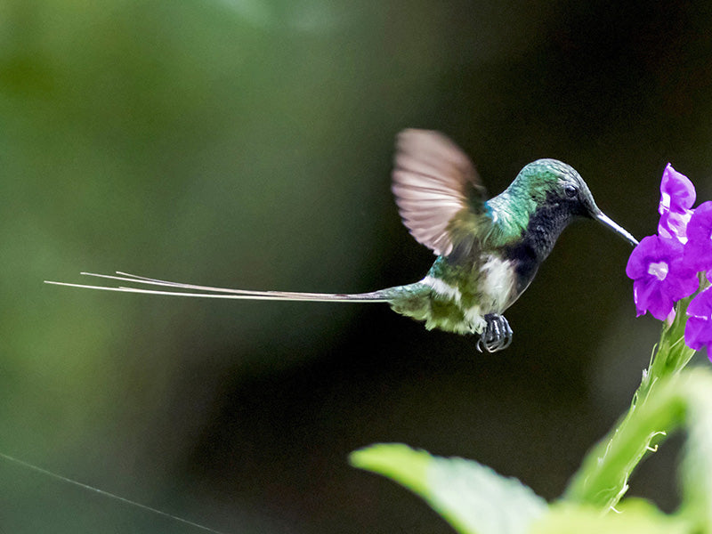 Black-bellied Thorntail, Discosura langsdorffi, Cola-de-lira Tronador