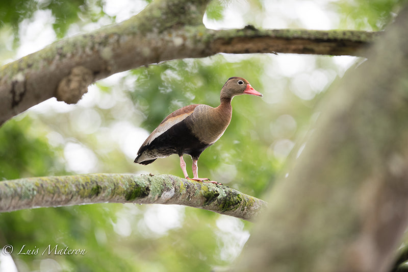 black-bellied-whistling-duck